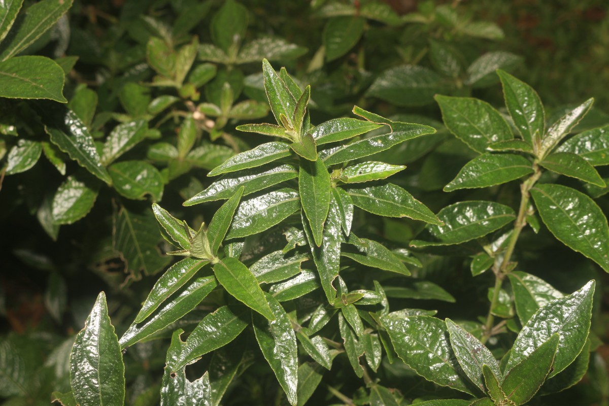 Strobilanthes crispa (L.) Blume